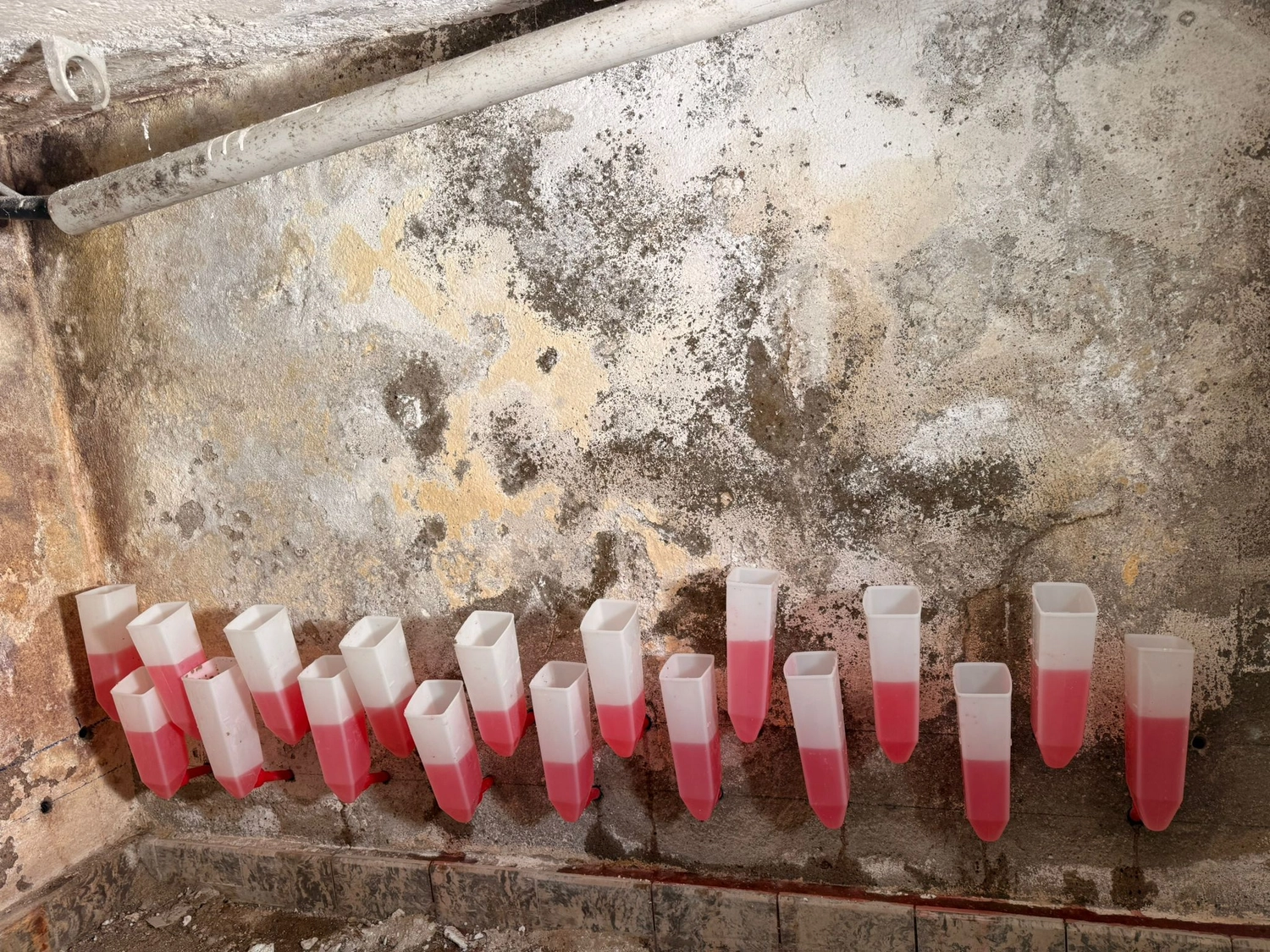 Spanndecken Grunau - Sanierung, Renovierung & Innenausbau - Eine Reihe von Kunststoffschläuchen injiziert ein rosafarbenes chemisches Mittel in eine feuchte Wand.